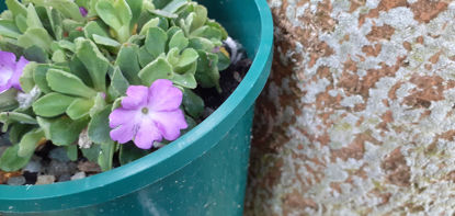 Picture of Primula Allionii Crowsley'