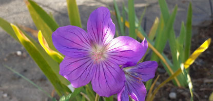 Picture of Geranium 'Criss Canning'