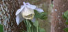 Picture of Aquilegia flabellata Cameo - Bluish White - 4 plants