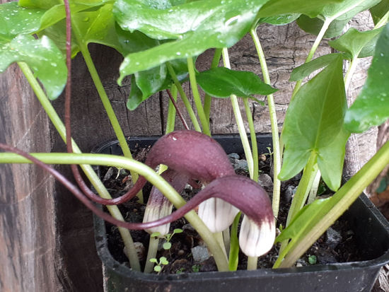 Picture of Arisarum proboscideum (Mouse Plant) - 5 plants