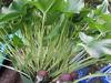 Picture of Arisarum proboscideum (Mouse Plant) - 5 plants
