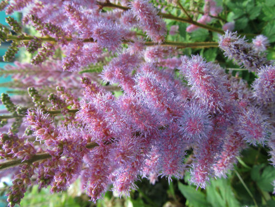 Picture of Astilbe chinensis - 4 plants