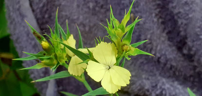 Picture of Dianthus 'Knappi' - 5 plants