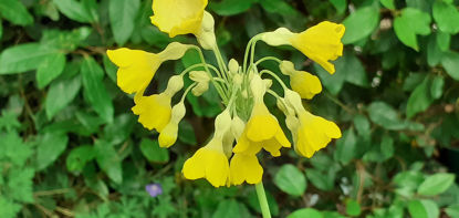 Picture of Primula florindae - Mixed colours. 4 plants