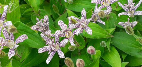 Picture of Tricyrtis Mixed - 4 plants.