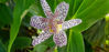 Picture of Tricyrtis Mixed - 4 plants.