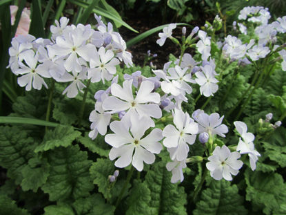 Picture of Primula Sieboldii - 4 mixed