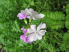 Picture of Primula Sieboldii - 4 mixed
