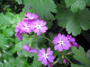 Picture of Primula Sieboldii - 4 mixed