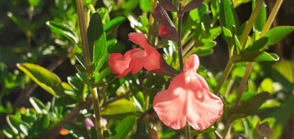 Picture of Salvia x jamensis 'Salmon Queen' - 4 plants