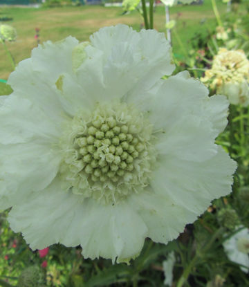 Picture of Scabiosa caucasica 'Fama' - White - 4 plants