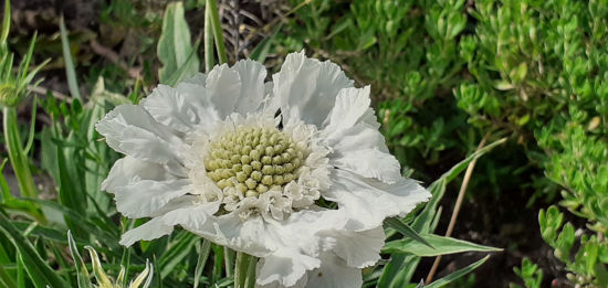 Picture of Scabiosa caucasica 'Mt Cook' - 5 plants