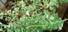 Picture of Centaurea simplicifolia - 5 plants