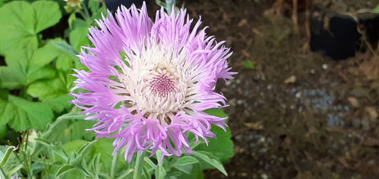 Picture of Centaurea pulcherrima - 4 plants