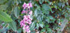 Picture of Francoas - Mixed Varieties - 4 plants