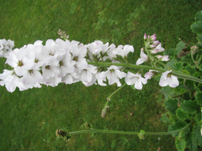 Picture of Francoa appendiculata 'White Bouquet'