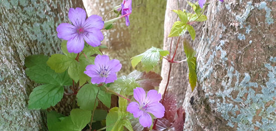 Picture of Geranium 'Nodosum' - 4 plants