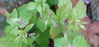 Picture of Geranium 'Nodosum' - 4 plants