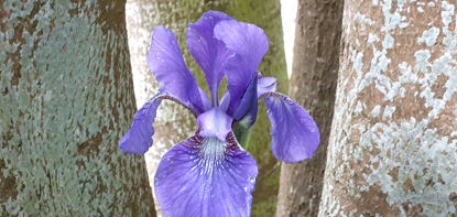 Picture of Iris Setosa - purply blue. 4 plants.