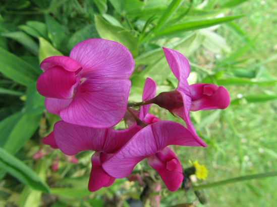 Picture of Lathrys latifolium 'Red Pearl' - 4 plants.