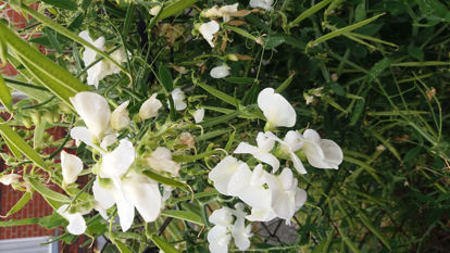 Picture of Lathrys latifolius 'White Pearl' - 3  plants