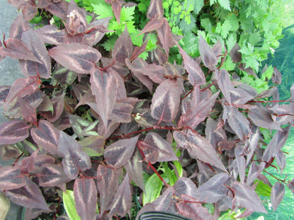 Picture of Persicaria microcephala 'Red Dragon'