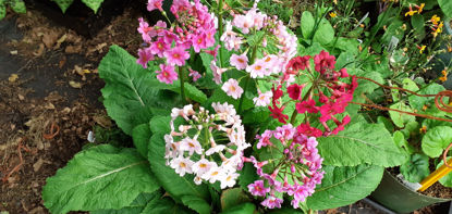 Picture of Primula Japonica - 4 mixed plants