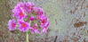 Picture of Primula Japonica - 4 mixed plants