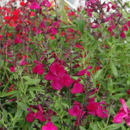Picture of Salvia x jamensis - Red shades. 4 plants