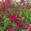 Picture of Salvia x jamensis - Red shades. 4 plants