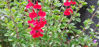 Picture of Salvia x jamensis - Red shades. 4 plants