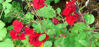 Picture of Salvia x jamensis - Red shades. 4 plants