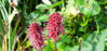 Picture of Sanguisorba tenuifolia 'Rubra' - 4 plants