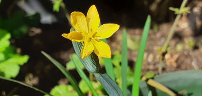 Picture of Sisyrinchium Californicum'- 4 plants