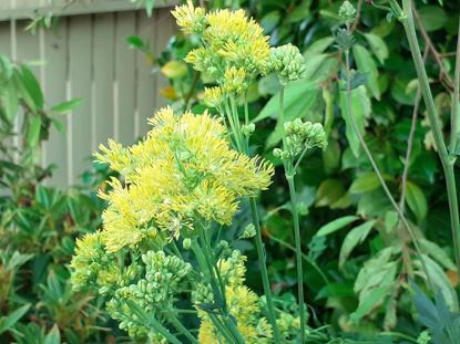 Picture of Thalictrum flavum - 4 plants
