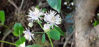 Picture of Thalictrum aquilegifolium alba - 4 plants