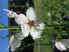 Picture of Verbascum chiaxii 'Album' - 4 plants