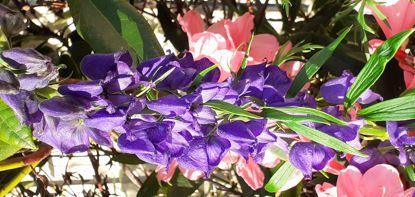 Picture of Aconitum 'Newry Blue' - 4 plants