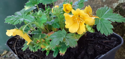 Picture of Potentilla verna - 3 large plants