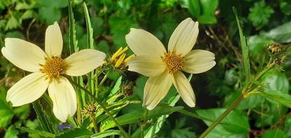 Picture of Bidens - 3 large plants. Tall variety