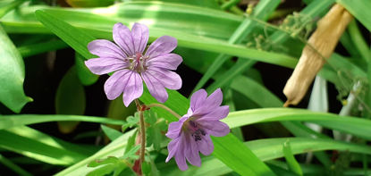 Picture of Geranium oxonianum 'Hollywood' - 3 large plants