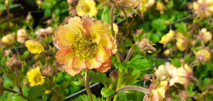 Picture of Geum 'Tempo Yellow - 4 plants