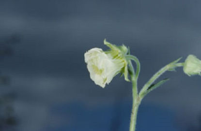 Picture of Geum rivale 'Alba - 4 plants