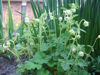 Picture of Geum rivale 'Alba - 4 plants
