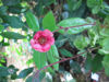 Picture of Geum rivale 'Roseum - 5 plants