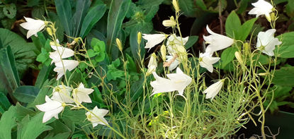 Picture of Campanula 'Mist Maiden' - 5 plants