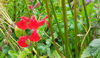 Picture of Salvias - 10 mixed plants