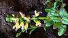Picture of Salvias - 10 mixed plants