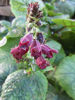 Picture of Salvias - 10 mixed plants