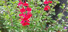 Picture of Salvias - 10 mixed plants